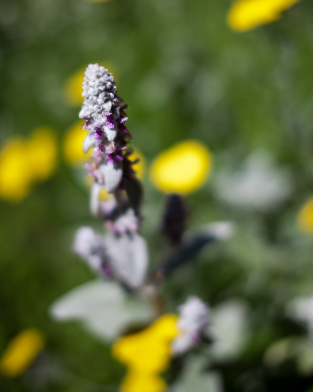 Blooming Lambs Ear and Yarrow