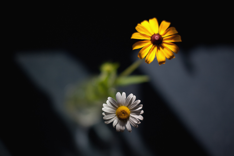 Yellow and White Daisies in Morning Sun