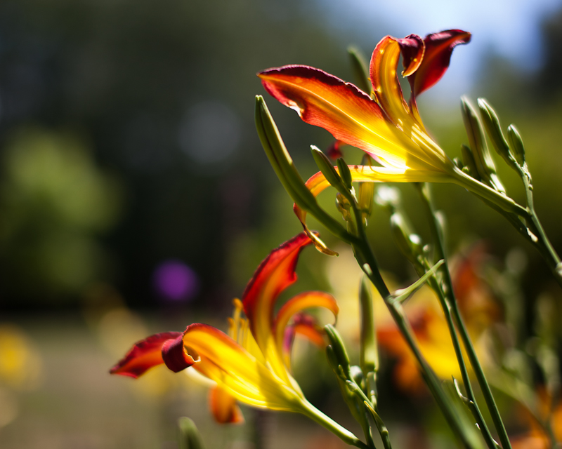 Backlit Orange and Yellow Lilies