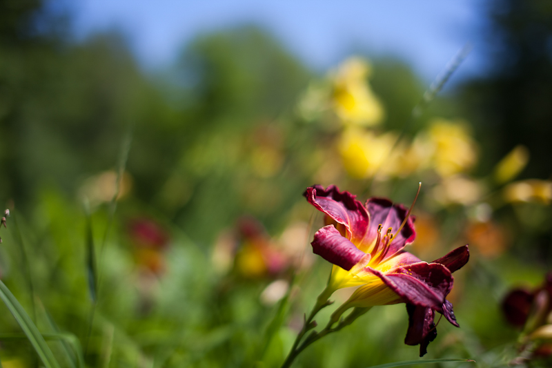 Red Lily