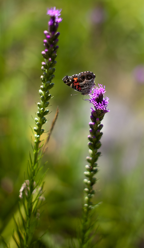 American Lady Butterfly on Liatris