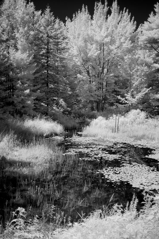 Grasses and Lily Pads in Brook