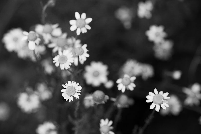 Little White Daisies