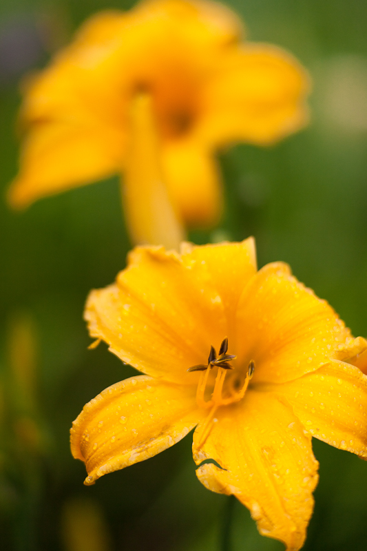 Yellow Lily Pair