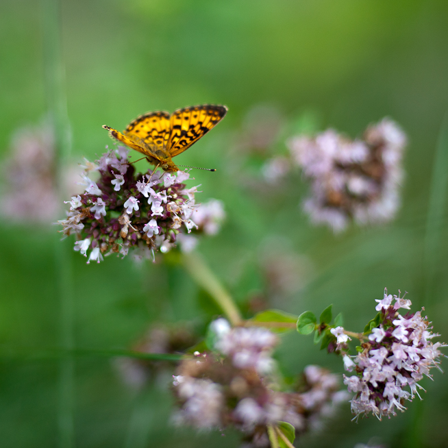 Great Spangled Fritillary Butterfly on Oregano Flowers #5