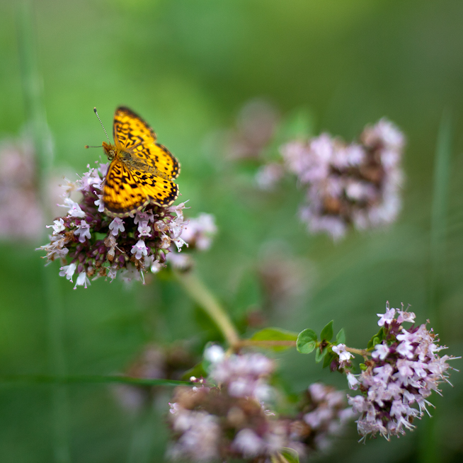 Great Spangled Fritillary Butterfly on Oregano Flowers #6