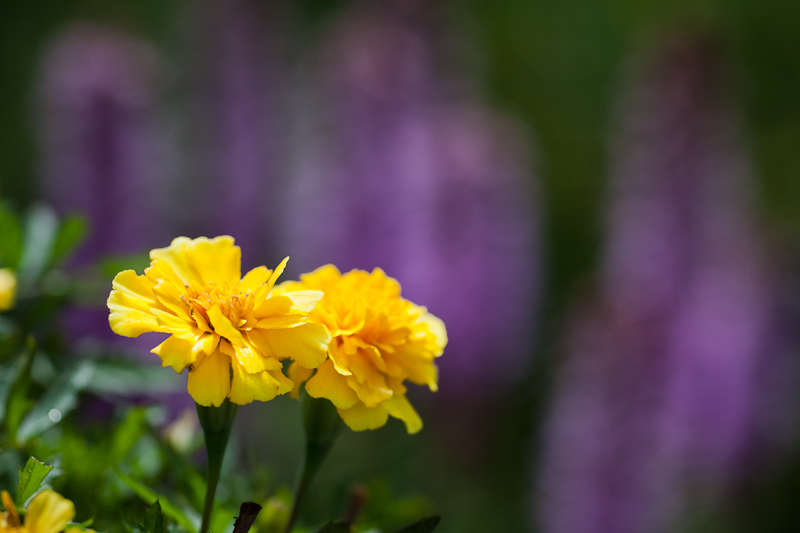 Marigolds and Liatris