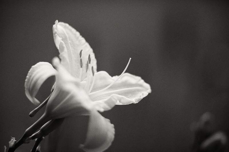 White Lily