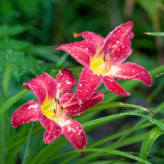 Red Lily Pair