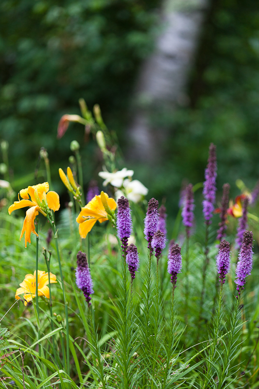 Liatris and Lilies by Birch