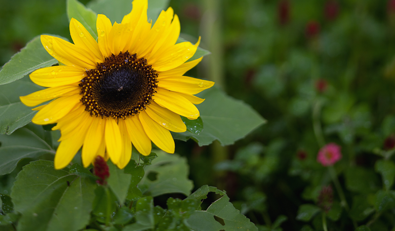 Sunflowers and Wildflowers #3