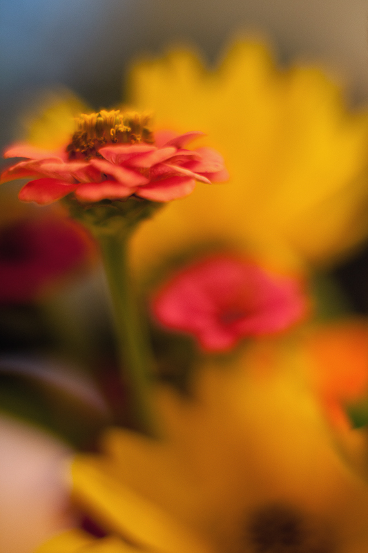 Wildflower Bouquet Closeup #6