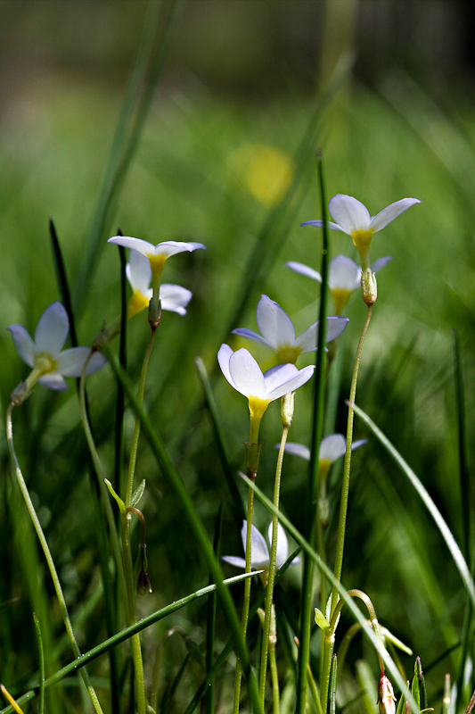 Bluets Variation