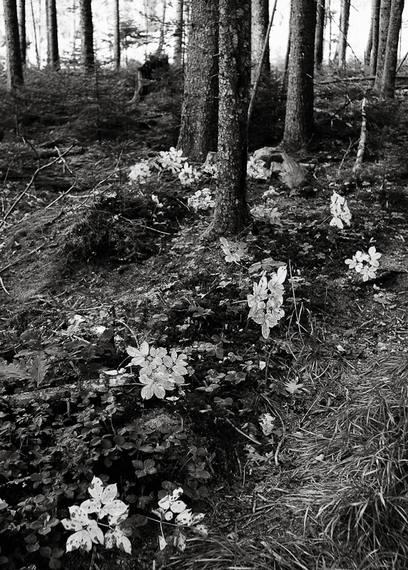 Little Plants in the Woods