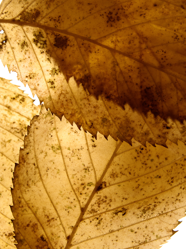 IMG_6813-Edit-Edit.jpg
