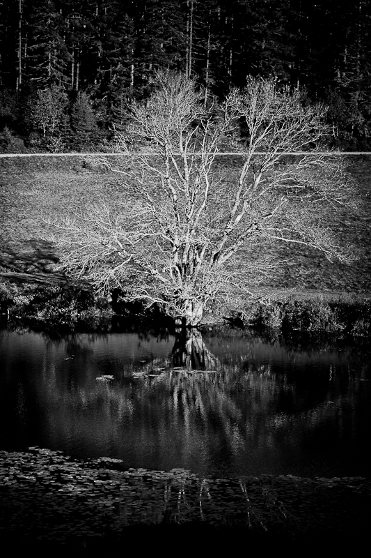Reflecting Tree