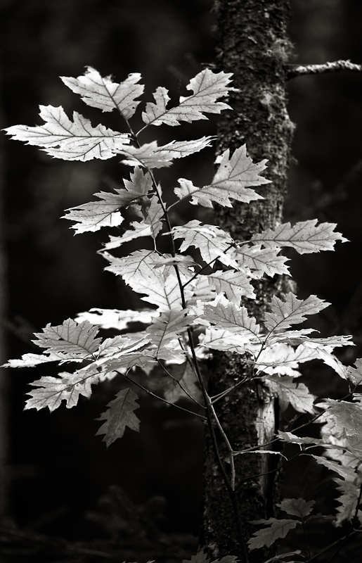 Backlit Oak leaves