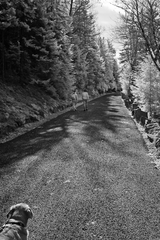 Hikers on Carriage Road with Dog