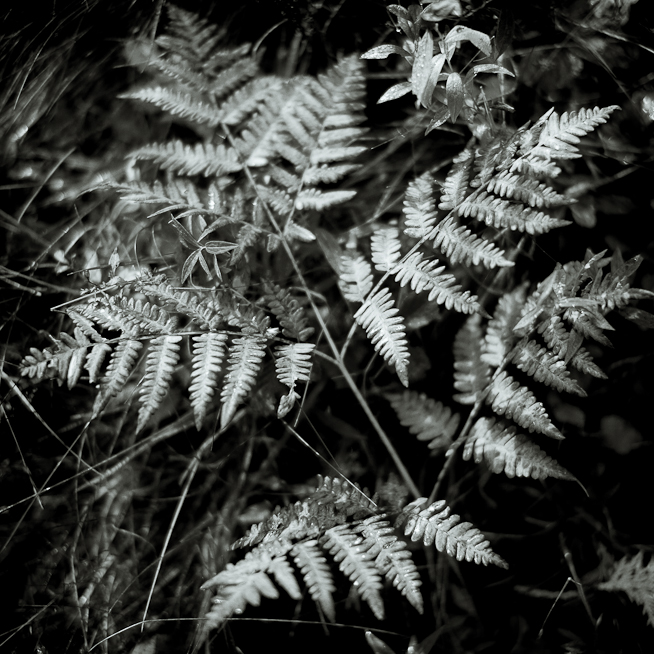 A Fern