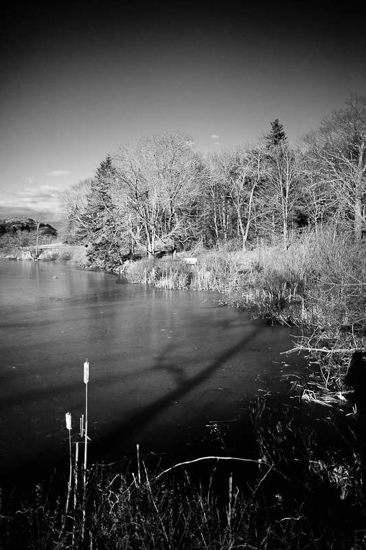 Reeds at Pond edge Mono