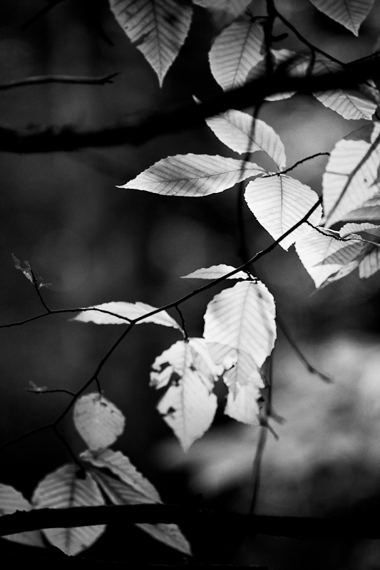 Backlit Beech Leaves