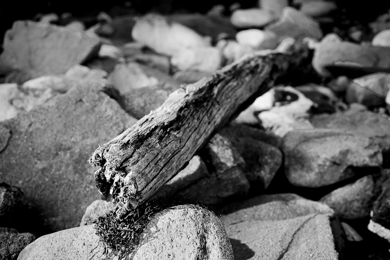 Fallen Branch at the Beach