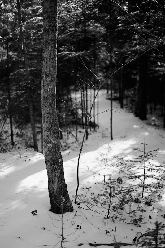 Tree and Path