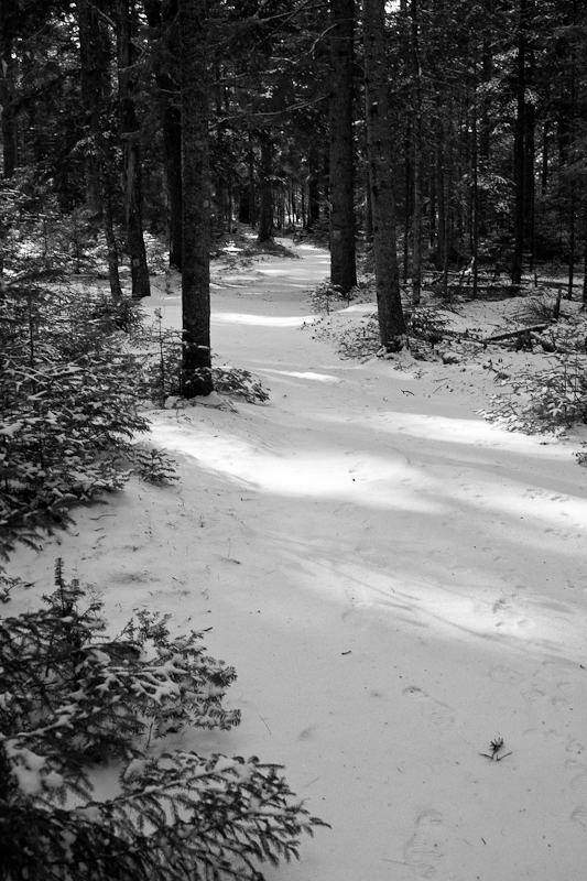 Sun-dappled Path