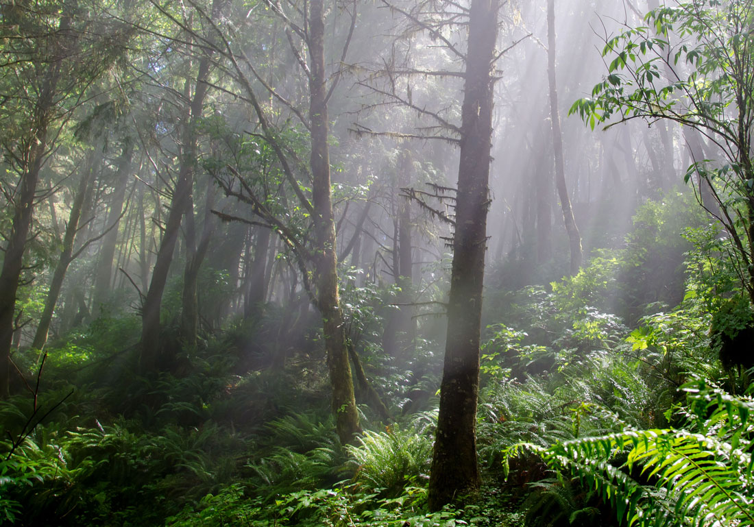 Rays & ferns