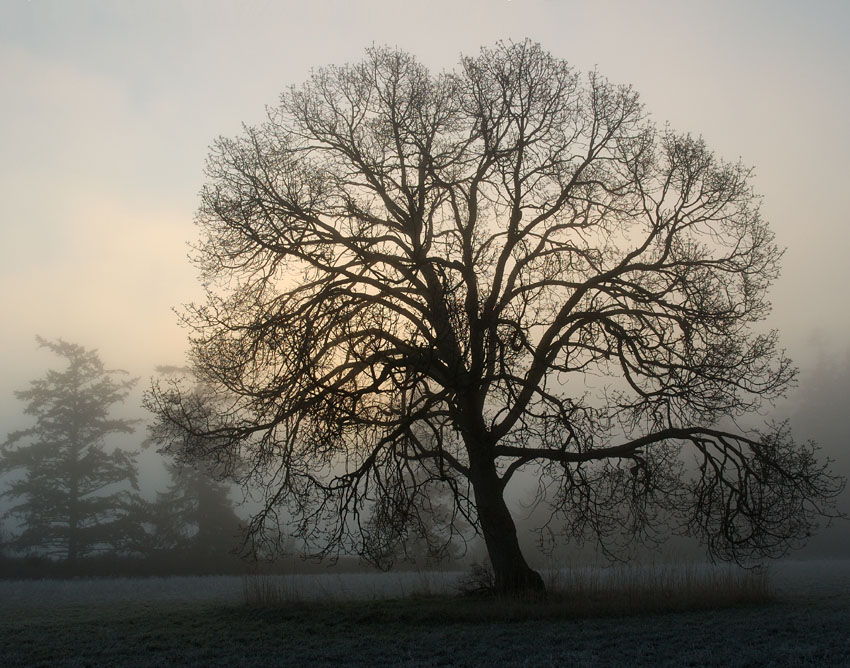 Arnold Oak