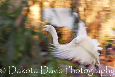 Dakota Davis Photography
