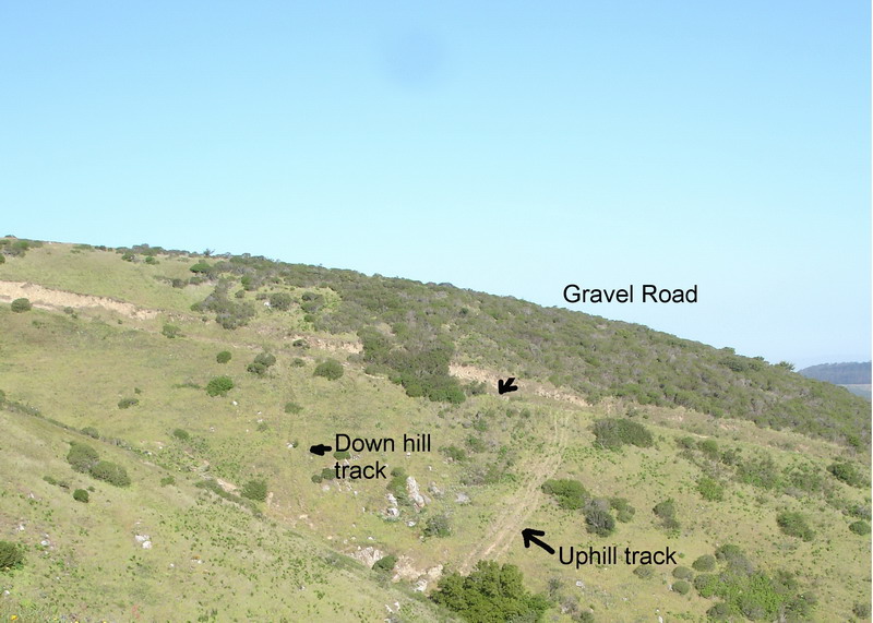 san_bruno_mountain