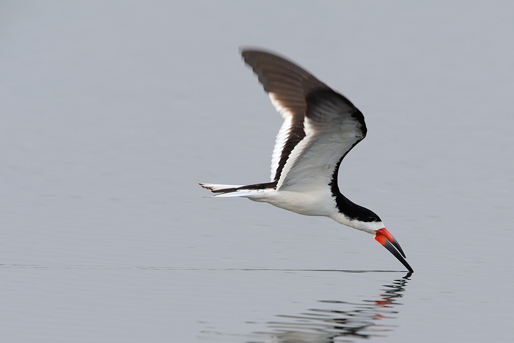 Black Skimmer