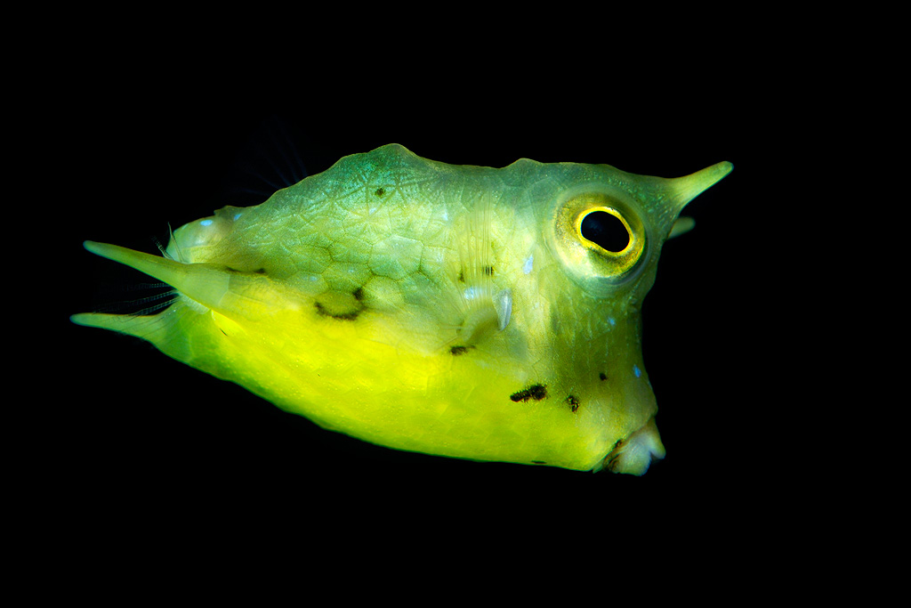 Longhorn Cowfish