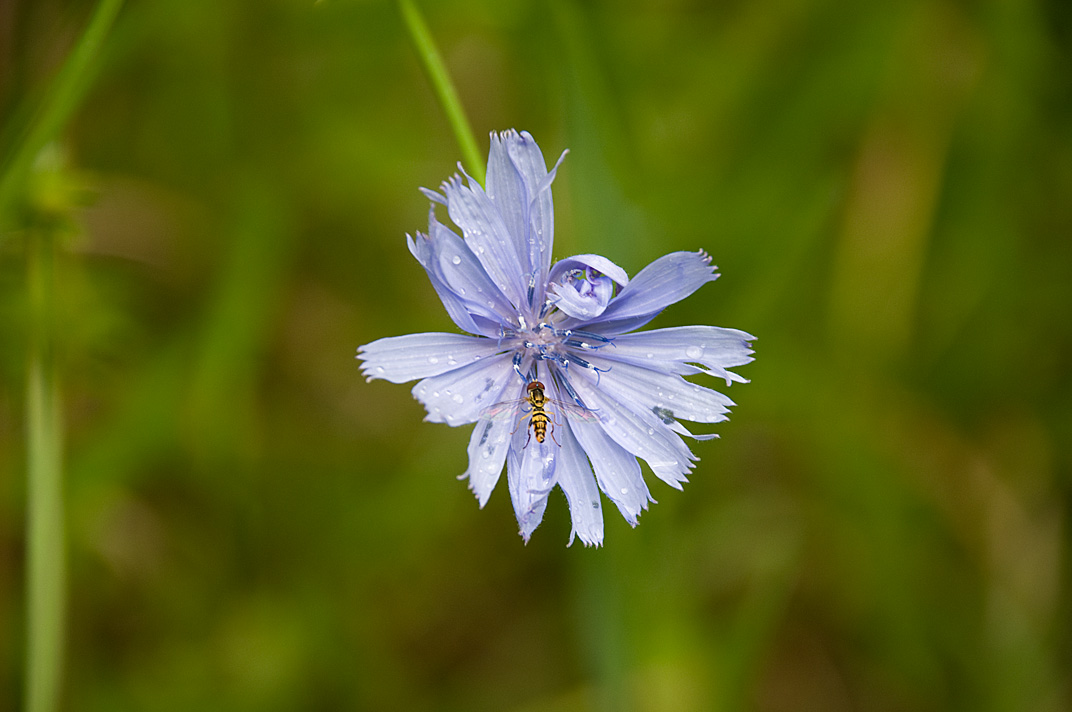 Flower and Bug
