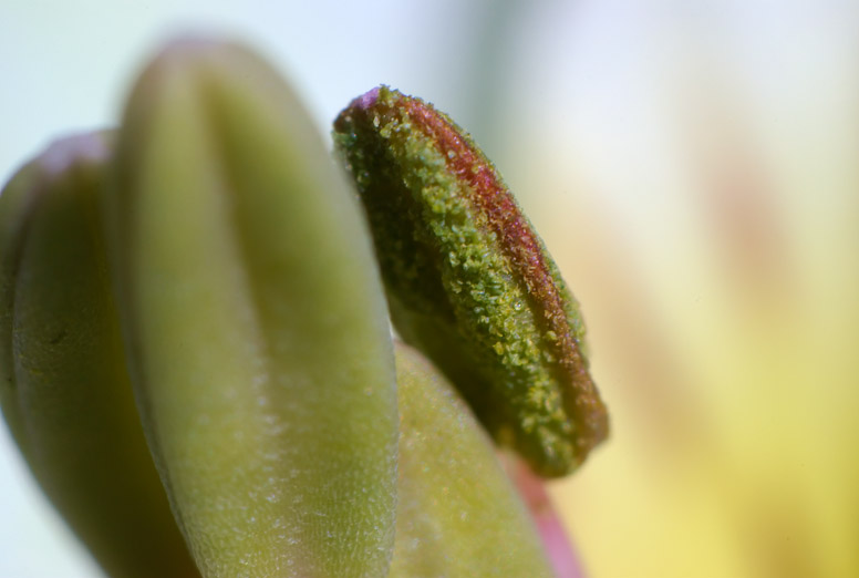 Flower 6
