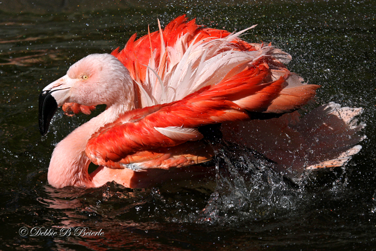 Chilean Flamingo 06