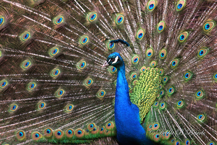 Peacock 02