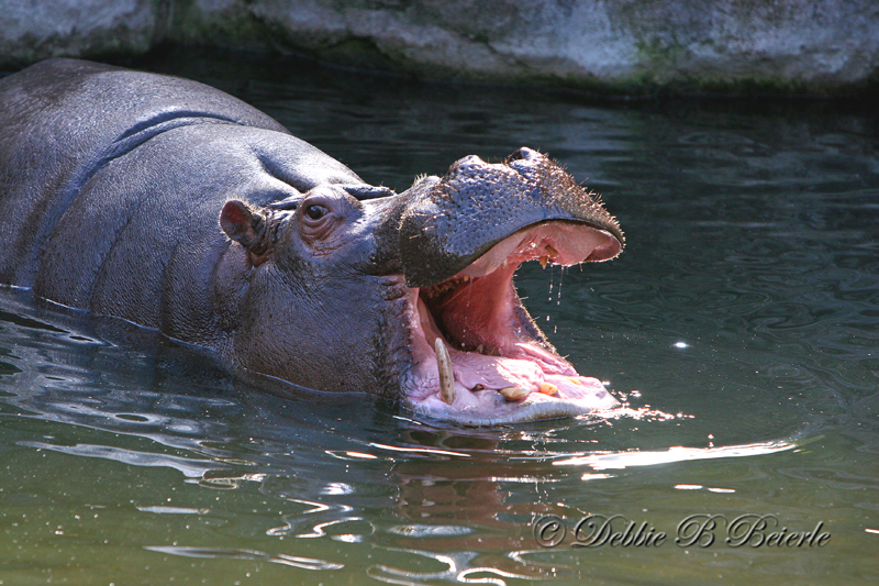 Hippo