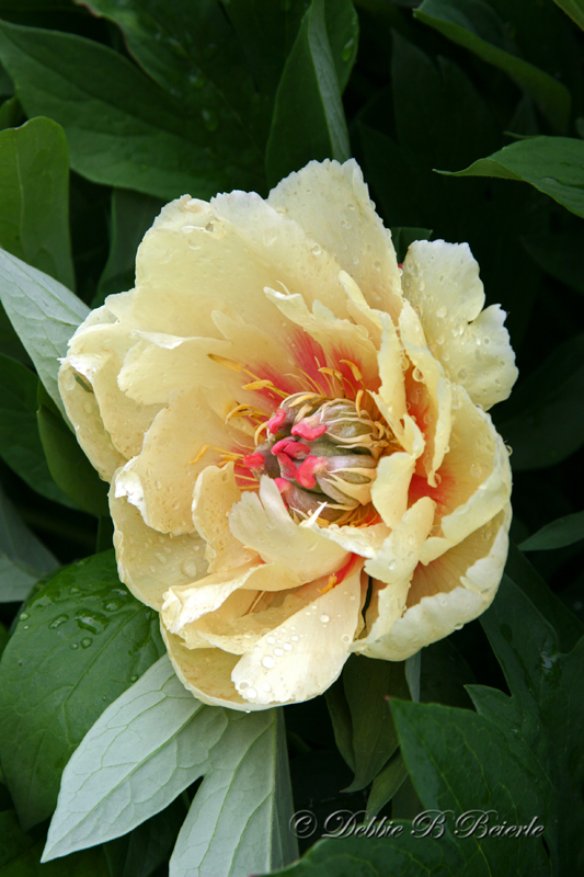 Peony