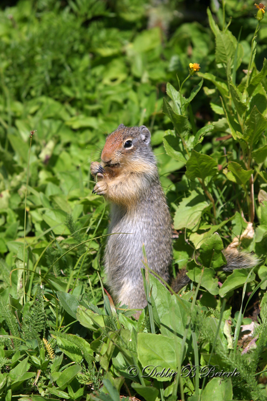 Mountain Squirrel