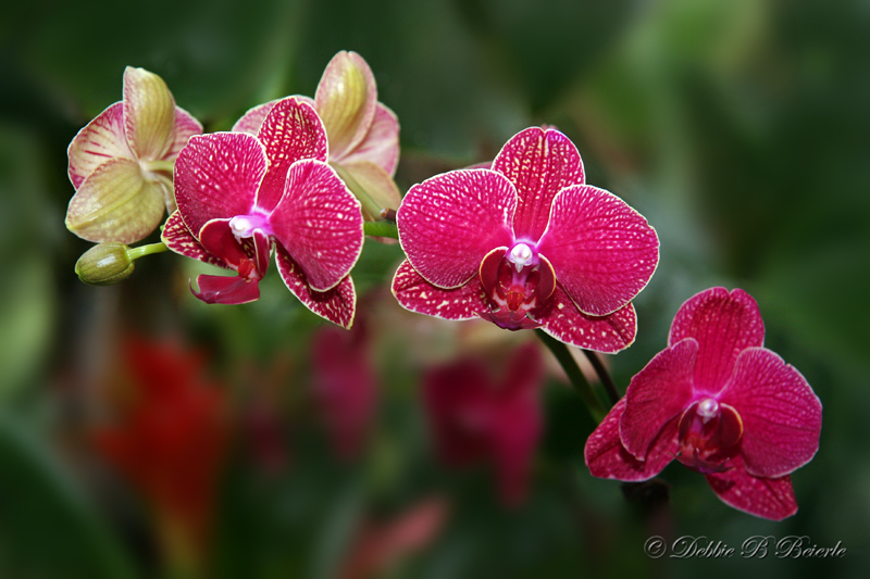 Phalaenopsis Orchid 
