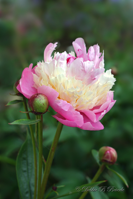 Peony 2