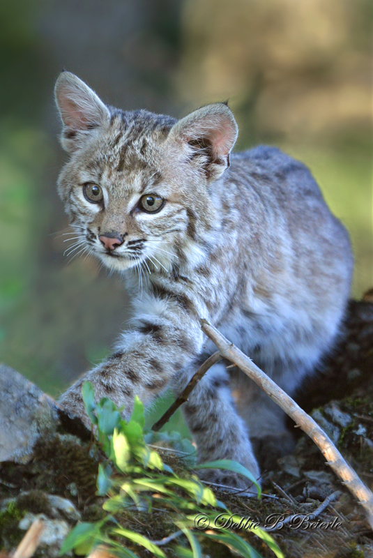 Bobcat Kit 2