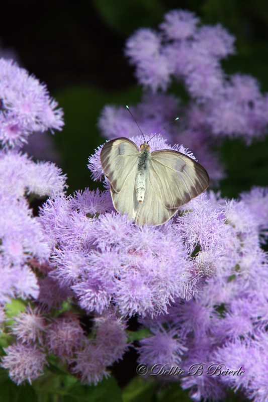 Great Southern White