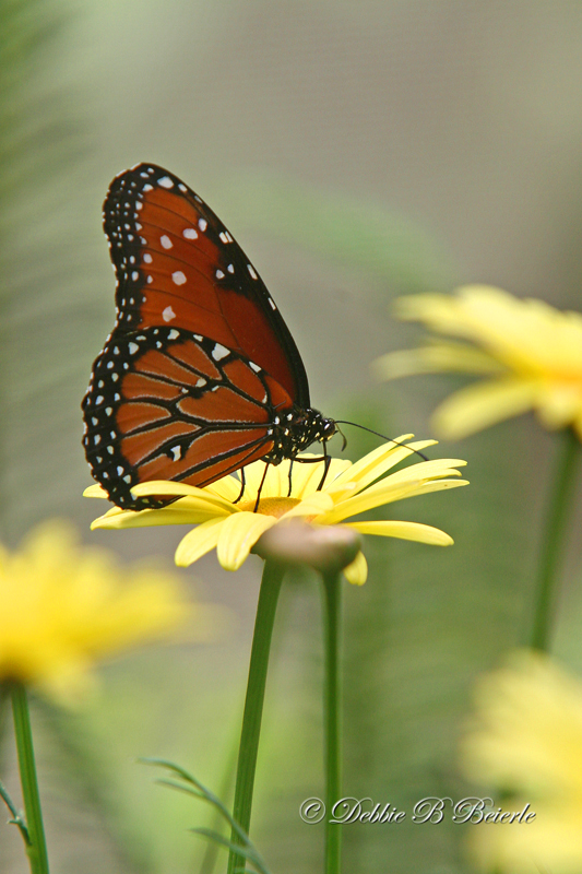Viceroy