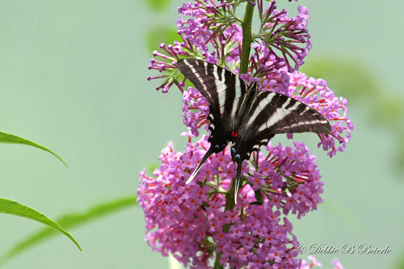 Zebra Swallowtail