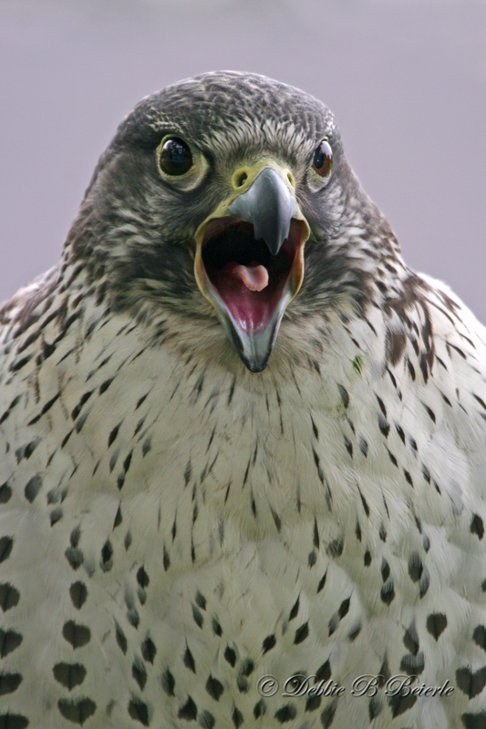 Gyrfalcon