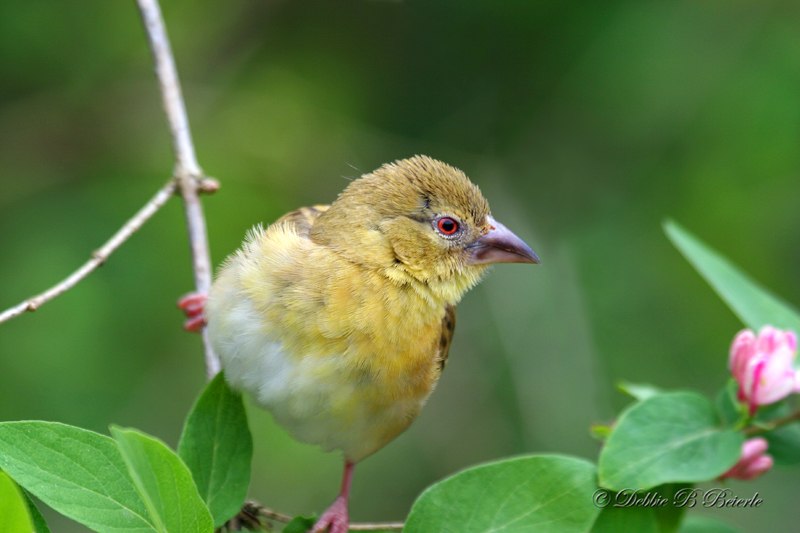 Southern Masked Weaver (non-breeding male)