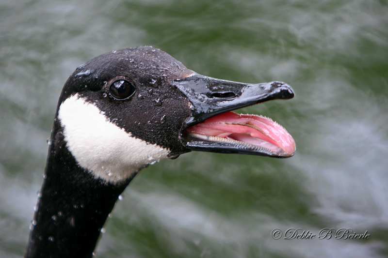 Canada Goose